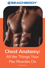 chest muscles anatomy what your pecs