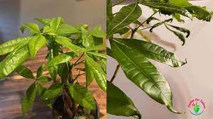 Check spelling or type a new query. Why Are My Money Tree Leaves Curling And How To Fix Garden For Indoor
