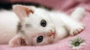 white cats newborn kitten hd wallpaper