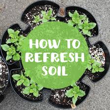 How To Reuse Soil In Container Gardens
