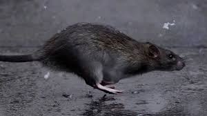 millions of rats in new york could