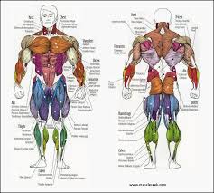 Usually derived from latin, a muscle's name often tells you something about the muscle, such as its location, origin. Muscles Anatomy Different Muscles Name Location Muscleseek