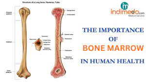 bone marrow in human health