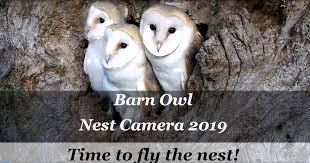 Barn Owl Nest Summer 2019