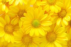 yellow chrysanthemum images browse