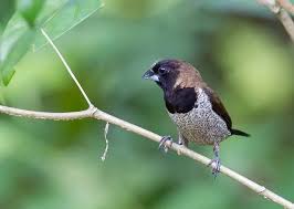 Sedangkan di indonesia, burung ini disebut sebagai emprit atau bondol. 9 Jenis Burung Pipit Gambar Makanan Dan Harganya Lengkap