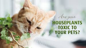 Are Your Houseplants Toxic To Your Pets