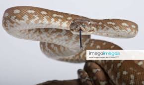 bredl python intimidation posture