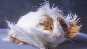 how to groom long haired guinea pigs
