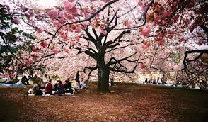 Pemandangan khas jepang di festival sakura matsuri taman arakurayama sengen. 13 Tempat Terbaik Untuk Melihat Bunga Sakura Di Jepang Wisata Jepang