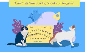can cats see spirits ghosts and angels