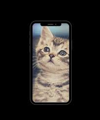Phone Wallpaper Cat Phone Wallpaper