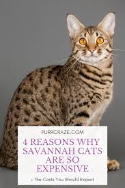 You can generally say that a decent savannah cat will be a lot more expensive than your average moggy ! 4 Reasons Why Savannah Cats Are So Expensive Purr Craze