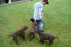 Many chesapeake bay retriever dog breeders with puppies for sale also offer a health guarantee. Crampton S Chesapeakes Breeding Chesapeake Bay Retrievers In Carleton Place Ontario