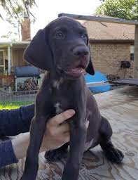 Why buy a german shorthaired pointer puppy for sale if you can adopt and save a life? Pin On Puppies For Sale