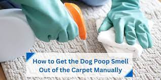 how to get dog smell out of carpet