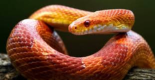 Discover The Largest Corn Snake Ever
