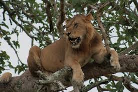 Wildlife In Queen Elizabeth National Park - Kubwa Five Safaris