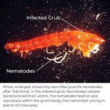 grub away nematodes gurney s seed