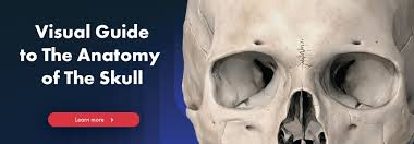 The skull or known as the cranium in the medical world is a bone structure of the head. Skull Anatomy