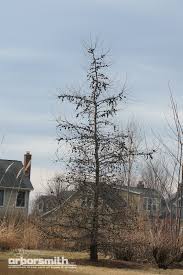 tree of the month larch or tamarack
