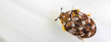 what are carpet beetles alta pest
