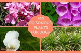 Common Plants That Can Be Toxic To Dogs