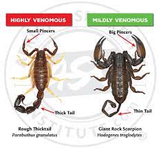 potentially dangerous scorpion