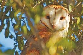 What do noise do they make? Area Birders Get A Hoot Out Of Barn Owl Sighting Aspentimes Com