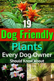 36 Dog Friendly Plants For Home And