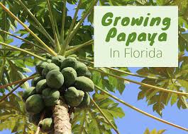 First, cut a ripe papaya fruit in half and then take out all the seeds. How To Grow Papaya In Florida Varieties Care Common Pests