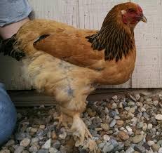 Chicken Breed Selection Ohioline