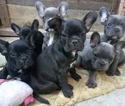Buy and sell on gumtree australia today! French Bulldog Puppies Sacramento L2sanpiero