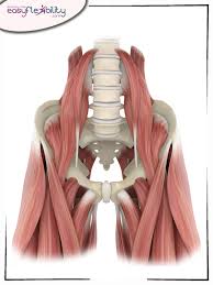 Which organs are in the right upper quadrant? Injury Edition Low Back Sprain Easyflexibility
