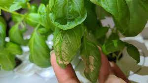 basil leaves are turning brown