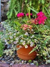 Best Container Gardening Tips For
