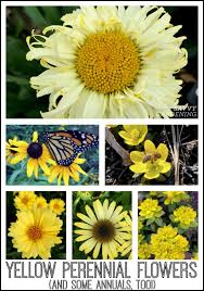They thrive in full sun to light shade. Yellow Perennial Flowers Vibrant Blooms For Your Garden