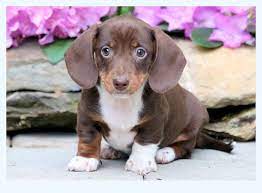 Today, i sang deep in the meadow, from the hunger games, and my puppies began to cry louder. Mini Dachshund Puppies For Sale Dog Breed