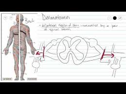Dermatomes Physiopedia