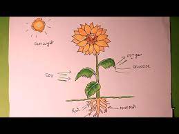 how to draw photosynthesis draw