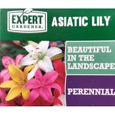 Lily Plants Asiatic Lilies