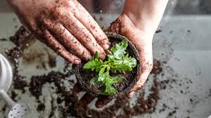 potting soil and garden soil