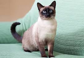 4 704 просмотра 4,7 тыс. The Traditional Siamese Cat Cat Breeds Encyclopedia