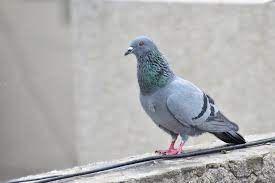 Keep Pigeons Away From Your Garden
