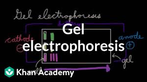 gel electropsis chemical