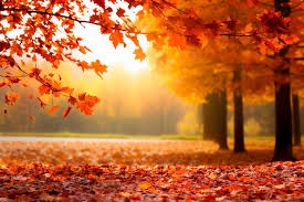 Fall Season Images - Free Download on Freepik