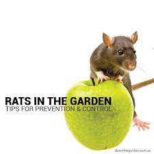Controlling Rats In The Garden