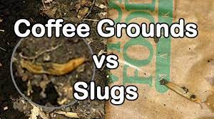 coffee grounds vs slugs