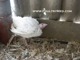 Its effects are most notable in domestic poultry due to their. Newcastle Disease Viral Diseases Pathology Atlases Poultrymed