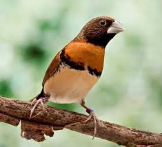 Banyak orang menyebut burung ini dengan istilah. Mengenal Jenis Burung Pipit Gambar Suara Dan Harganya